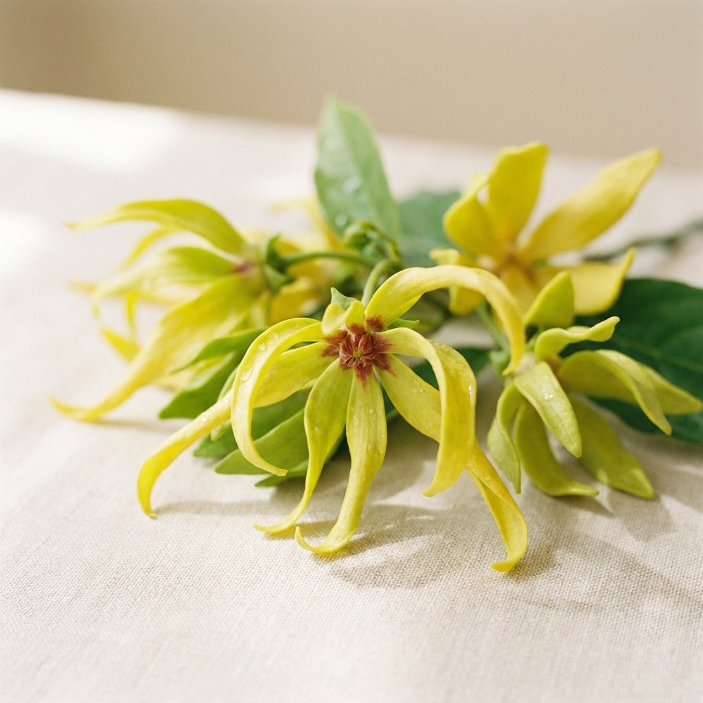 Ylang ylang